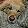 animal, closeup, comfort, couch, dog, ears, face, fur, golden_retriever, home, indoor, living_room, nose, pet, pillow, relaxed, resting, sleepy, snout, texture
