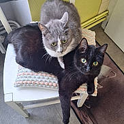 Gaston participe au concours pour gagner de l'argent avec cette photo : animal, black_cat, cat, chair, cozy, curious, cushion, domestic, feline, floor, gray_cat, household, indoor, looking_at_camera, paw, pet, resting, rug, stacked