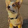 dog, puppy, corgi, blue_eyes, outdoor, pavement, collar, pet, fur, cute, animal, canine, sitting, sunlight, ears, whiskers, looking_up, young, adorable, companion
