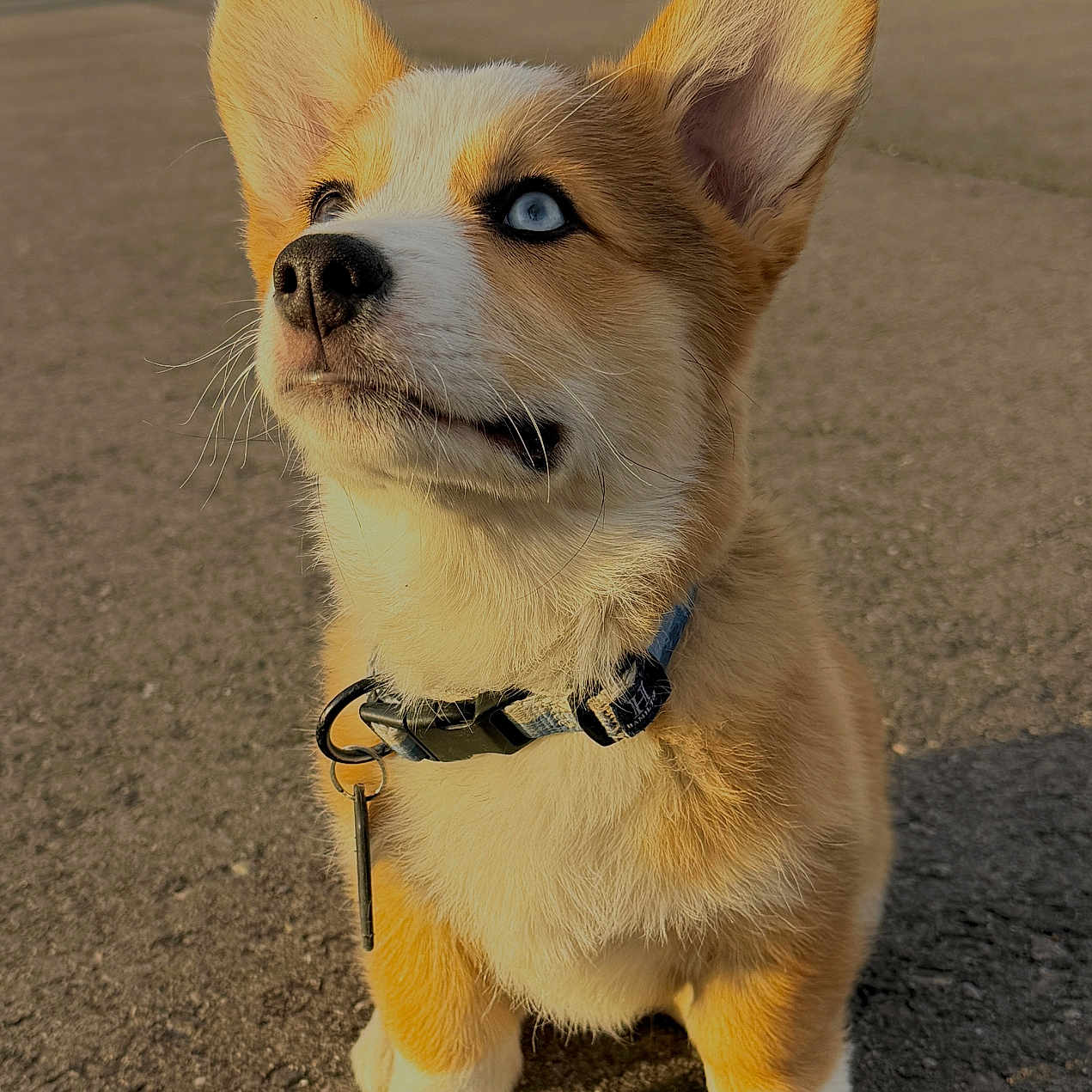 Thunk is registered to the contest to win money with this photo: dog, puppy, corgi, blue_eyes, outdoor, pavement, collar, pet, fur, cute, animal, canine, sitting, sunlight, ears, whiskers, looking_up, young, adorable, companion