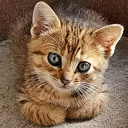Papyrus a rejoint le concours — aidez-le/la à gagner de superbes lots ! adorable, animal, cat, closeup, cute, domestic_cat, ears, eyes, feline, fluffy, fur, kitten, lying_down, mammal, paws, pet, portrait, tabby, whiskers, young