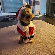 Otis participe au concours pour gagner de l'argent avec cette photo : animal, canine, carpet, christmas, costume, curtains, cute, decor, dog, domestic, festive, floor, fluffy_rug, head_tilt, holiday, indoor, pet, santa_claus_outfit, small_dog, window