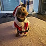 animal, canine, carpet, christmas, costume, curtains, cute, decor, dog, domestic, festive, floor, fluffy_rug, head_tilt, holiday, indoor, pet, santa_claus_outfit, small_dog, window