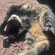 Gabby joined the competition — help win amazing prizes! cat, feline, pet, animal, fluffy, tabby, striped_fur, upside_down, lying_down, belly_up, raised_paw, whiskers, pink_nose, closed_eyes, sunlight, sunbeam, carpet, indoor, cozy, portrait