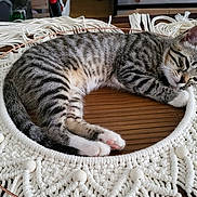 Kéro participe au concours pour gagner de l'argent avec cette photo : brown, cat, cozy, cute, decor, feline, fringe, handmade, indoor, kitten, macrame, paws, pet, relaxing, resting, sleeping, striped, tabby, white, wooden_table