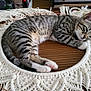 brown, cat, cozy, cute, decor, feline, fringe, handmade, indoor, kitten, macrame, paws, pet, relaxing, resting, sleeping, striped, tabby, white, wooden_table