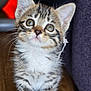 Kéro a rejoint le concours — aidez-le/la à gagner de superbes lots ! adorable, animal, cat, closeup, curious, cute, domestic_cat, eyes, feline, floor, fur, indoor, kitten, pet, portrait, small, soft, tabby, whiskers, young