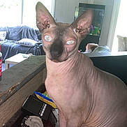 Vladimir is registered to the contest to win money with this photo: sphynx_cat, cat, hairless_cat, indoor, kitchen_counter, clutter, living_room, couch, fish_tank, window, curtains, pillows, table, container, pet, animal, feline, domestic_cat, looking, curious