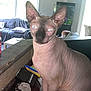 sphynx_cat, cat, hairless_cat, indoor, kitchen_counter, clutter, living_room, couch, fish_tank, window, curtains, pillows, table, container, pet, animal, feline, domestic_cat, looking, curious