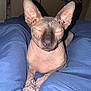 Vladimir joined the competition — help win amazing prizes! sphynx_cat, hairless_cat, cat, pet, animal, legs, pants, blue_pants, indoor, cozy, resting, closed_eyes, wrinkled_skin, claws, hanger, furniture, home, relaxed, cute, portrait