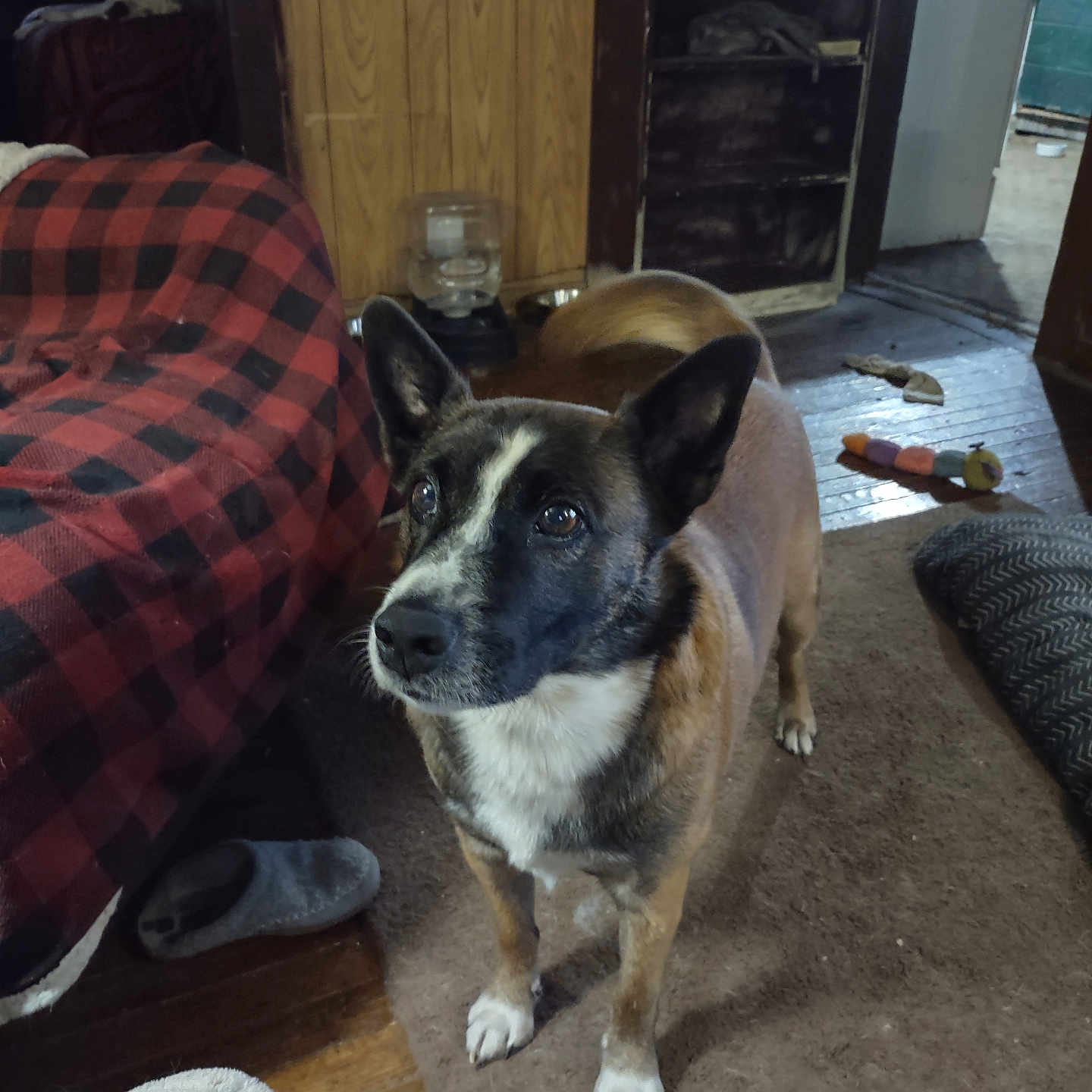 Buster is registered to the contest to win money with this photo: alert, animal, black, blanket, brown, carpet, cozy, curious, dog, floor, furniture, household, indoor, living_room, pet, shelving, slipper, toy, white, wooden_paneling