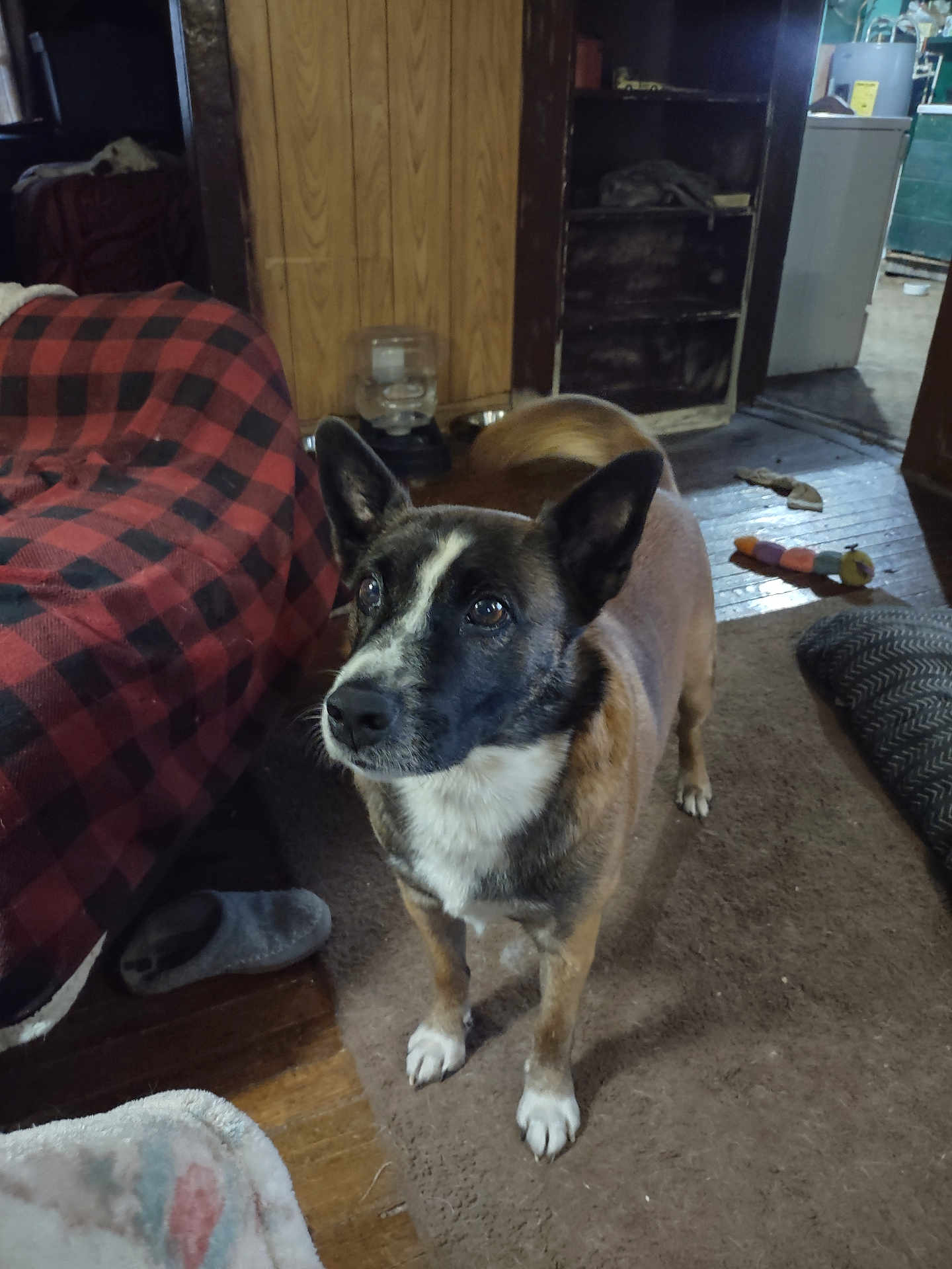 Buster is registered to the contest to win money with this photo: alert, animal, black, blanket, brown, carpet, cozy, curious, dog, floor, furniture, household, indoor, living_room, pet, shelving, slipper, toy, white, wooden_paneling