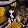 cat, tuxedo_cat, crocheted_blanket, yellow, green, white, couch, pillow, holiday_theme, relaxed, indoor, pet, feline, sitting, cozy, black_and_white, whiskers, cute, domestic_animal, fur