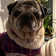 Roxy is registered to the contest to win money with this photo: animal, blanket, closeup, collar, cozy, cute, decor, dog, face, fur, houseplant, indoor, pet, plaid_clothing, plant, portrait, pug, shadow, sitting, wrinkles