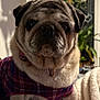 animal, blanket, closeup, collar, cozy, cute, decor, dog, face, fur, houseplant, indoor, pet, plaid_clothing, plant, portrait, pug, shadow, sitting, wrinkles