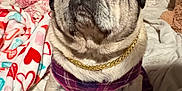 Roxy joined the competition — help win amazing prizes! animal, blanket, chain, couch, cozy, cute, decor, dog, ears, eye, face, fur, home, indoor, nose, pet, pug, purple_clothing, sitting, snout