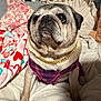 animal, blanket, chain, couch, cozy, cute, decor, dog, ears, eye, face, fur, home, indoor, nose, pet, pug, purple_clothing, sitting, snout