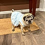 Roxy joined the competition — help win amazing prizes! animal, brown_wall, canine, clothing, curious, cute, dog, domestic, dress, floor, furniture, indoor, looking_up, pet, pug, rug, small_dog, standing, table, wooden_floor