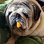 Roxy is registered to the contest to win money with this photo: animal, blanket, closeup, cozy, cute, dog, expression, face, food, fur, home, indoors, mouth, orange, paw, pet, pug, relaxed, resting, snack