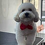 Quincy joined the competition — help win amazing prizes! dog, white_dog, bichon_frise, poodle, red_bow, bow_tie, grooming_table, pet_grooming, fluffy, fur, portrait, indoor, bokeh, face, eyes, nose, paws, standing, cute, well_groomed