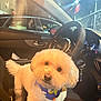Quincy is registered to the contest to win money with this photo: dog, white_dog, fluffy, bandana, car_interior, steering_wheel, seat, dashboard, car_key, door_handle, window, night, headlight_glare, cute, pet, looking_up, portrait, fur, front_seat, small_dog