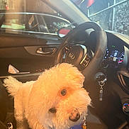 Quincy is registered to the contest to win money with this photo: dog, white_dog, fluffy, small_dog, pet, curly_fur, car_interior, steering_wheel, dashboard, seat, side_mirror, window, night, artificial_light, collar, car_key, cute, portrait, looking_up, companion