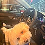 dog, white_dog, fluffy, small_dog, pet, curly_fur, car_interior, steering_wheel, dashboard, seat, side_mirror, window, night, artificial_light, collar, car_key, cute, portrait, looking_up, companion