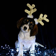 Automne participe au concours pour gagner de l'argent avec cette photo : adorable, animal, black_background, brown_fur, christmas, christmas_lights, cute, decorations, dog, fairy_lights, festive, head_tilt, holiday, indoor, lights, pet, puppy, reindeer_ears, sitting, white_fur