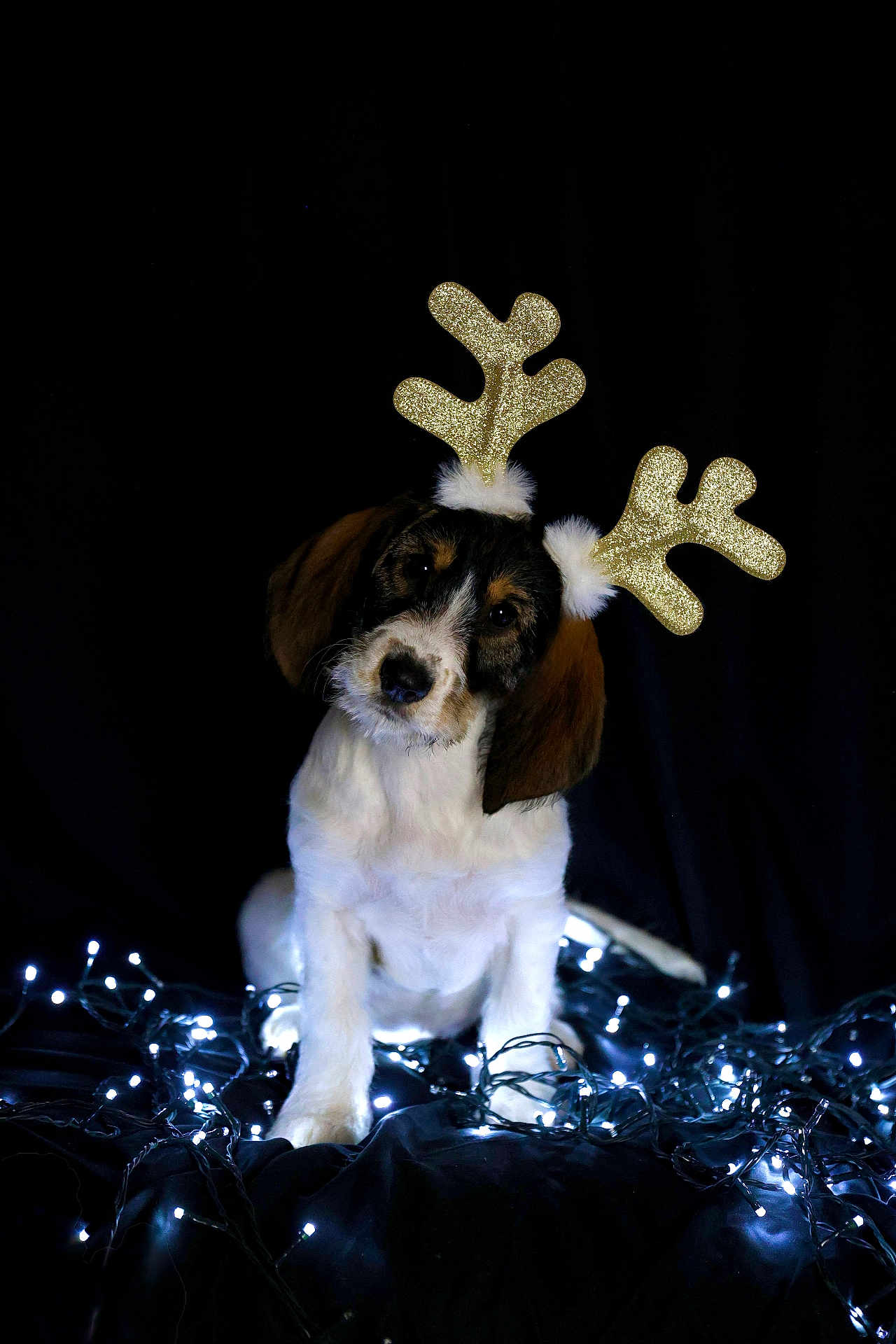 Automne participe au concours pour gagner de l'argent avec cette photo : adorable, animal, black_background, brown_fur, christmas, christmas_lights, cute, decorations, dog, fairy_lights, festive, head_tilt, holiday, indoor, lights, pet, puppy, reindeer_ears, sitting, white_fur
