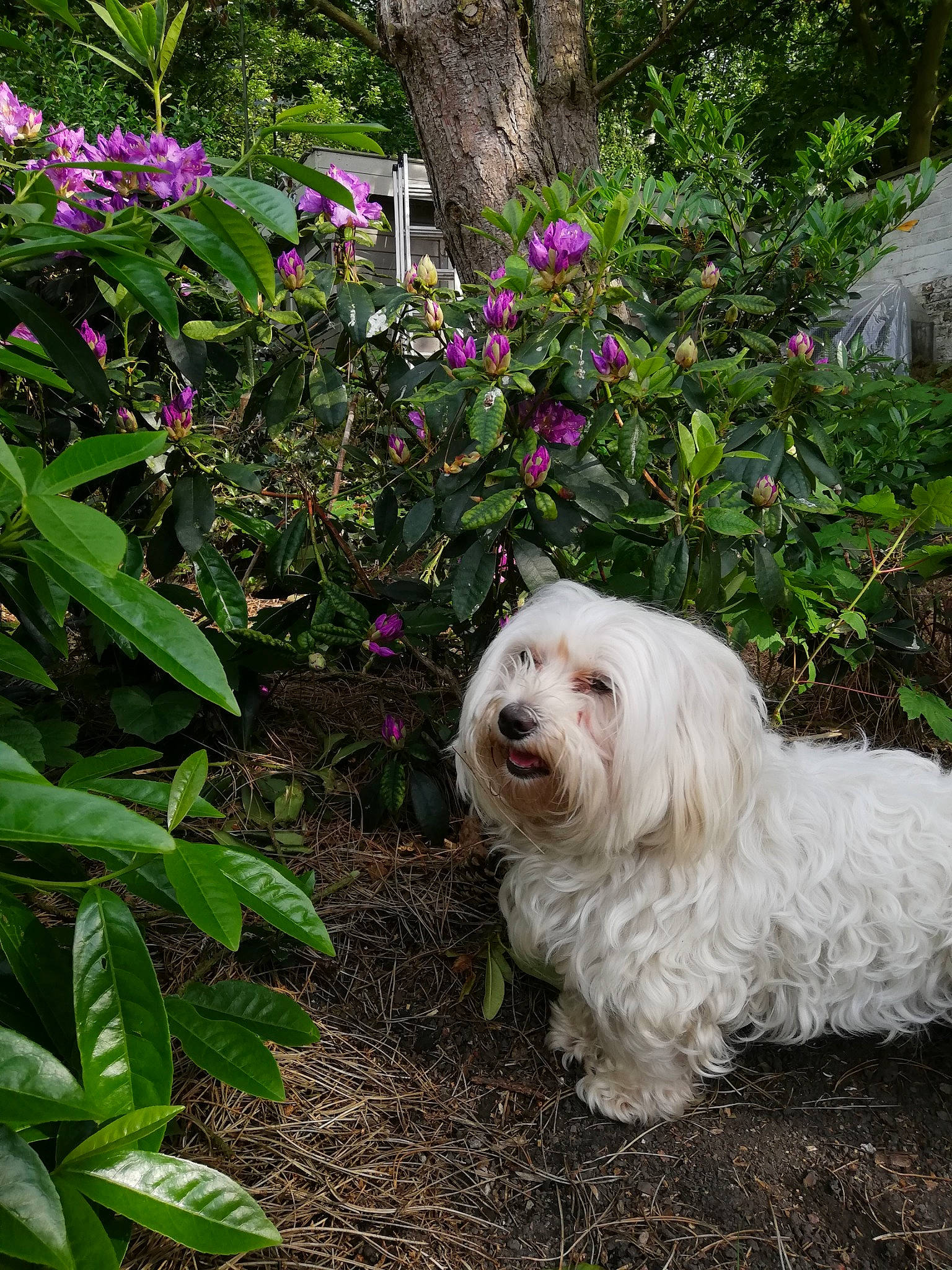Morgane participe au concours pour gagner de l'argent avec cette photo : bichon, cavachon, companion_dog, dog, dog_breed, dog_like_mammal, flower, garden, grass, havanese, leaf, lowchen, maltese, person, plant, rainforest, shrub, snout, spring, tree