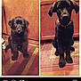 Romeo Juliet is registered to the contest to win money with this photo: dog, puppy, black_dog, indoor, wooden_cabinet, rug, pet, side_by_side, growth, cute, animal, young_dog, floor, collar, sitting, portrait, domestic_animal, furniture, brown, cute_pet