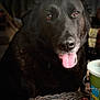 dog, black_dog, tongue_out, pet, animal, wicker_table, cigarettes, lighter, indoor, dim_lighting, brown_eyes, close_up, face, snout, fur, table, packaging, smoking_accessory, domestic_animal, portrait