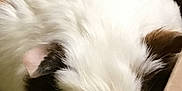 Romeo Juliet is registered to the contest to win money with this photo: guinea_pig, pet, animal, hay, cardboard_box, white_fur, brown_fur, small_animal, cute, close_up, snout, whiskers, eye, fur_texture, indoor, resting, shy, cozy, nest, peeking