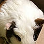 guinea_pig, pet, animal, hay, cardboard_box, white_fur, brown_fur, small_animal, cute, close_up, snout, whiskers, eye, fur_texture, indoor, resting, shy, cozy, nest, peeking