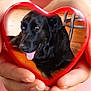 Romeo Juliet is registered to the contest to win money with this photo: dog, black_dog, heart_shape, hands, indoor, wooden_floor, chair, tongue_out, pet, animal, cute, love, cozy, close_up, reflection, portrait, friendly, domestic, holding, warm