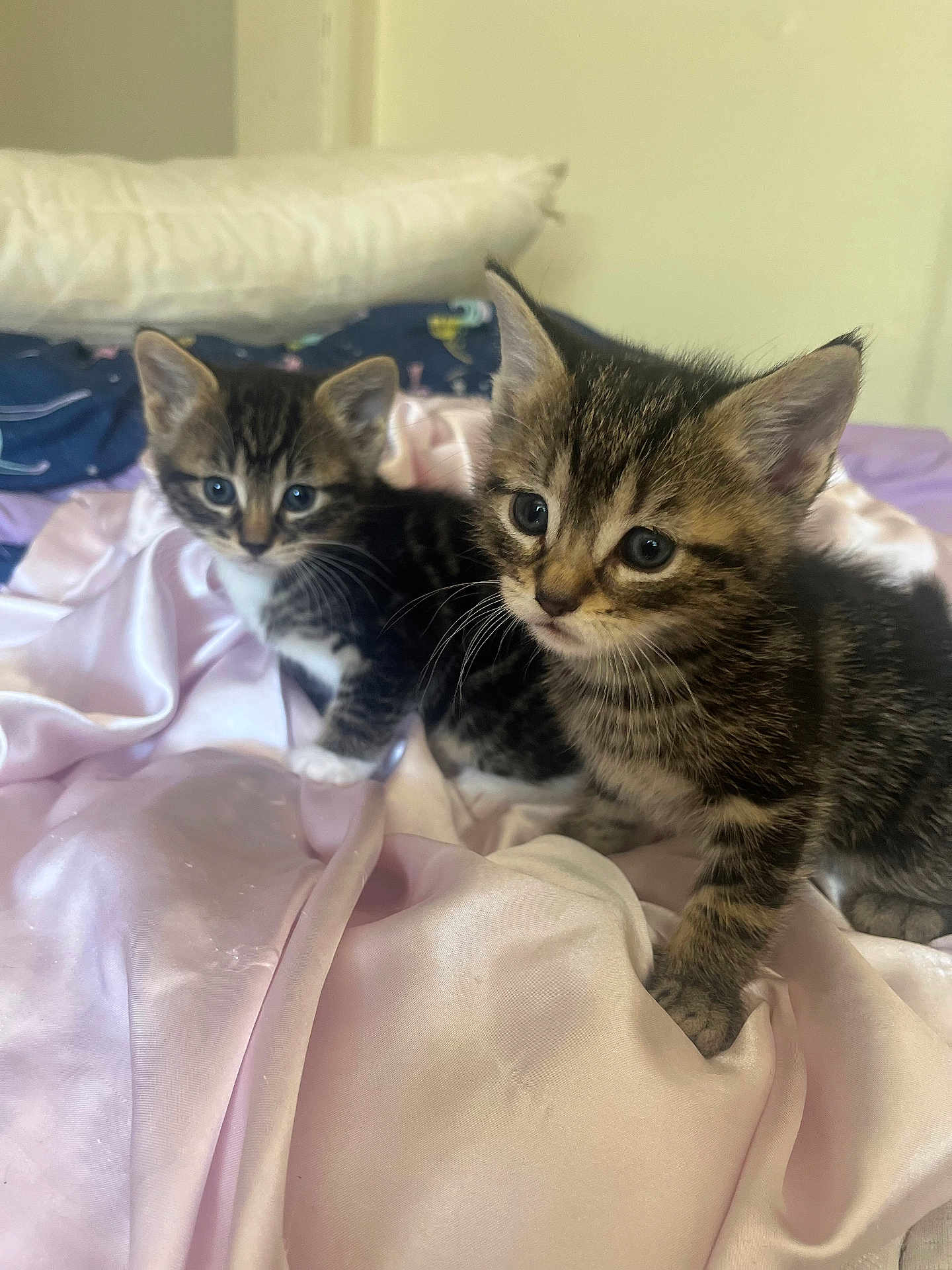 Romeo Juliet joined the competition — help win amazing prizes! kitten, cat, pet, animal, cute, feline, fur, whiskers, indoor, bed, blanket, soft, curious, young, playful, closeup, two, striped, domestic, sleepy