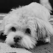 Benihana is registered to the contest to win money with this photo: dog, puppy, curly_fur, lying_down, indoor, carpet, close_up, black_and_white, cute, pet, animal, fur, face, eyes, nose, resting, cozy, texture, portrait, adorable