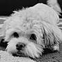 dog, puppy, curly_fur, lying_down, indoor, carpet, close_up, black_and_white, cute, pet, animal, fur, face, eyes, nose, resting, cozy, texture, portrait, adorable