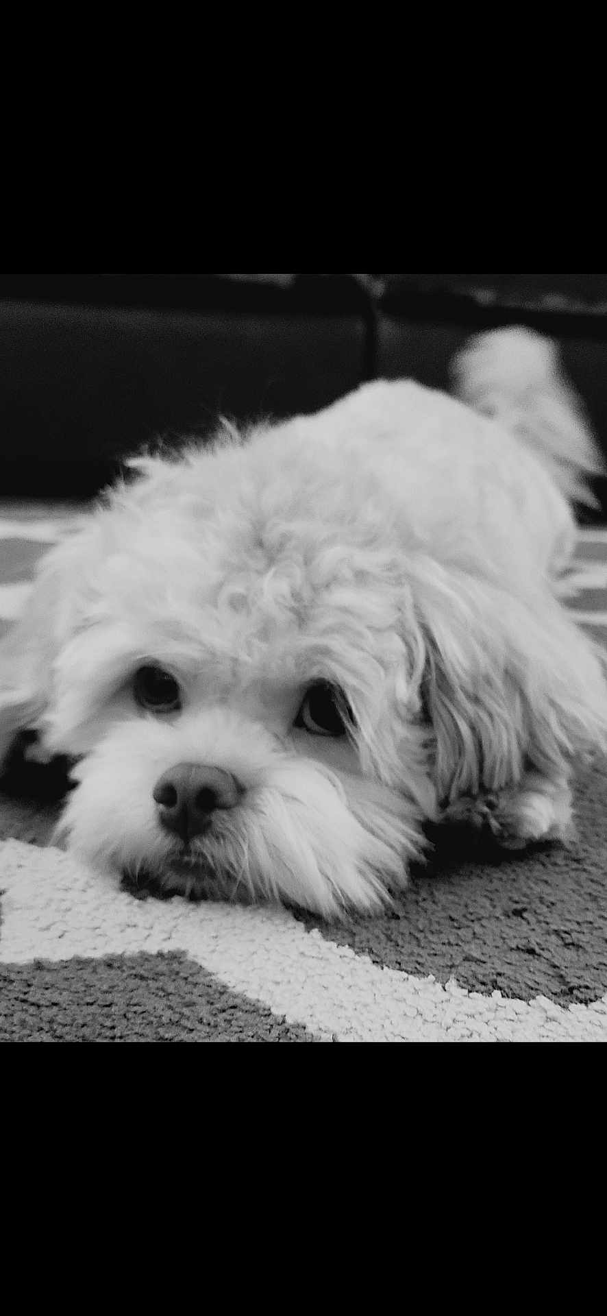 Benihana is registered to the contest to win money with this photo: dog, puppy, curly_fur, lying_down, indoor, carpet, close_up, black_and_white, cute, pet, animal, fur, face, eyes, nose, resting, cozy, texture, portrait, adorable