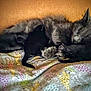 Halo joined the competition — help win amazing prizes! cat, kitten, sleeping, mother_cat, black_kittens, furry, cozy, blanket, resting, indoor, animal, pet, cute, fur, mammal, snuggling, comfort, peaceful, warm, nestled