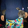 cat, gray_cat, person, hoodie, pocket, colorful_shorts, camouflage_pattern, indoor, hand, tail, playful, pet, animal, casual_clothing, funny_pose, domestic_cat, furry, cute, young_cat, surprise