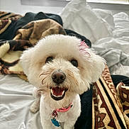 Ellie is registered to the contest to win money with this photo: animal, bed, blanket, bow, canine, collar, cozy, cute, dog, domestic_animal, fur, happy, indoor, looking_up, patterned_blanket, pet, smiling, white_dog, window, window_blinds