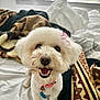 animal, bed, blanket, bow, canine, collar, cozy, cute, dog, domestic_animal, fur, happy, indoor, looking_up, patterned_blanket, pet, smiling, white_dog, window, window_blinds