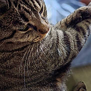Sally is registered to the contest to win money with this photo: cat, tabby, close_up, whiskers, fur, sleepy, relaxed, pet, animal, mammal, indoor, feline, cute, soft, blurred_background, portrait, domestic_cat, striped, paw, cozy