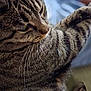 cat, tabby, close_up, whiskers, fur, sleepy, relaxed, pet, animal, mammal, indoor, feline, cute, soft, blurred_background, portrait, domestic_cat, striped, paw, cozy