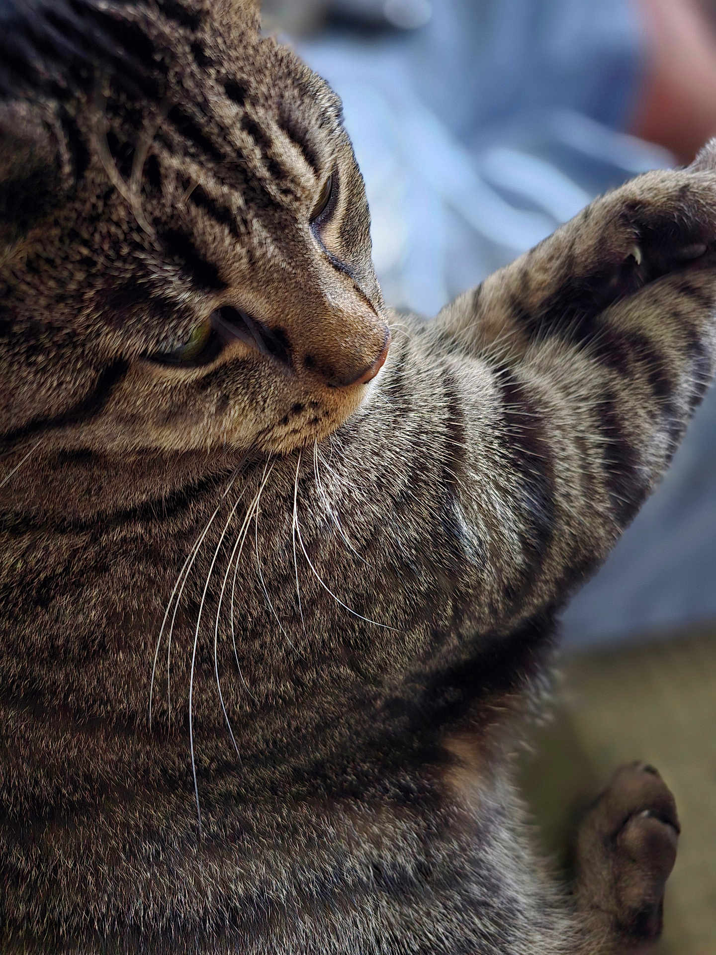 Sally is registered to the contest to win money with this photo: cat, tabby, close_up, whiskers, fur, sleepy, relaxed, pet, animal, mammal, indoor, feline, cute, soft, blurred_background, portrait, domestic_cat, striped, paw, cozy