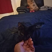 Boo joined the competition — help win amazing prizes! animal, background, bed, bedspread, black_cat, blue, cat, cozy, curtain, dark, furniture, hand, home, indoor, leather_chair, nuzzle, person_hand, pet, relaxing, soft_light