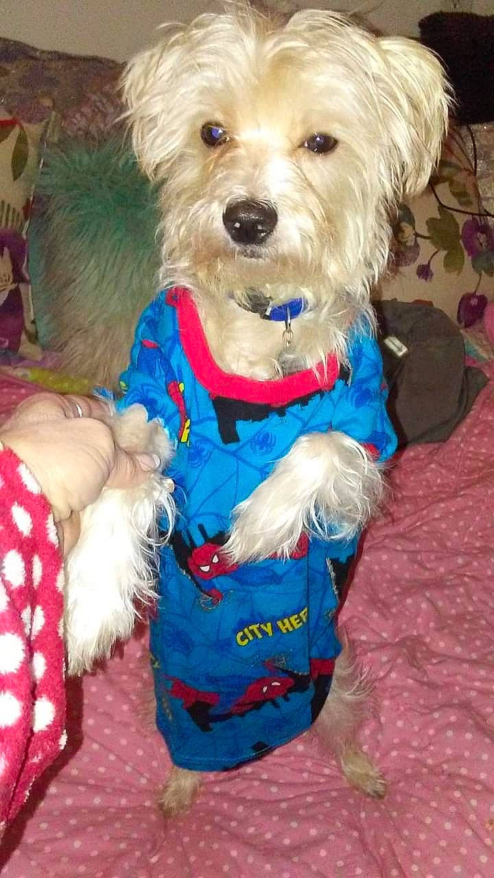 Doug is registered to the contest to win money with this photo: canidae, carnivore, collar, companion_dog, dog, dog_breed, dog_clothes, dog_collar, dog_supply, event, fashion_accessory, firefighter, fur, pet_supply, small_terrier, snout, sporting_group, terrier, toy_dog, working_animal