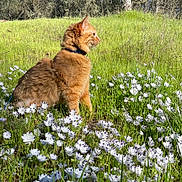 Appa joined the competition — help win amazing prizes! cat, orange_cat, fluffy, sitting, flowers, white_flowers, grass, greenery, outdoor, nature, meadow, sunlight, daylight, animal, pet, collar, profile_view, peaceful, serene, wildflowers