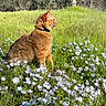 cat, orange_cat, fluffy, sitting, flowers, white_flowers, grass, greenery, outdoor, nature, meadow, sunlight, daylight, animal, pet, collar, profile_view, peaceful, serene, wildflowers